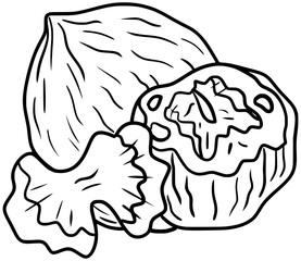 Walnuts Nut Vector Outline Line Art Drawing
