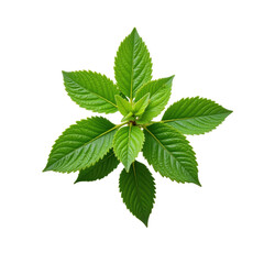 Vibrant green leaf, botanical element, fresh nature, perfect composition, isolated on transparent background.