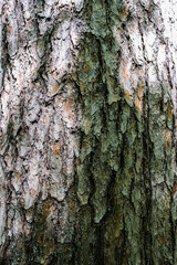 bark of a tree