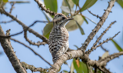 Checkered Woodpecker
