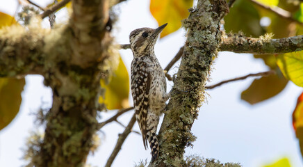 woodpecker on tree