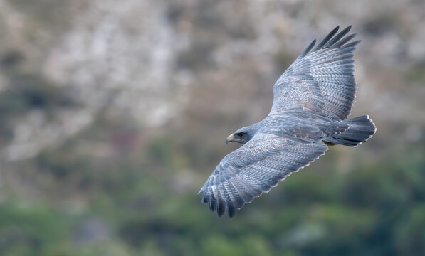 Black-chested Buzzard-Eagle