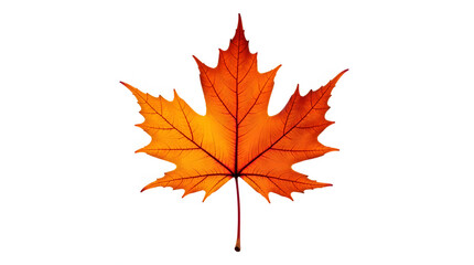 Fototapeta premium Autumn maple leaf isolated on white background