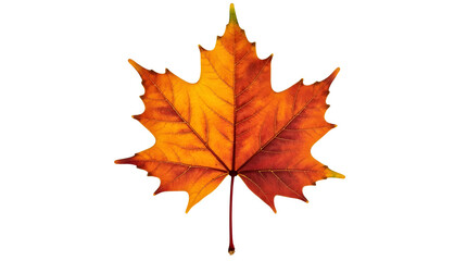 Fototapeta premium Autumn maple leaf isolated on white background