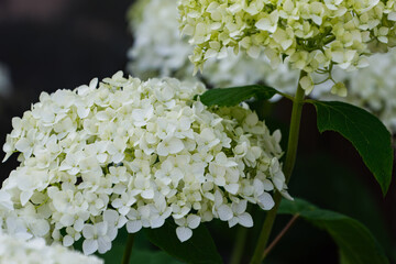 美しいアナベルの花