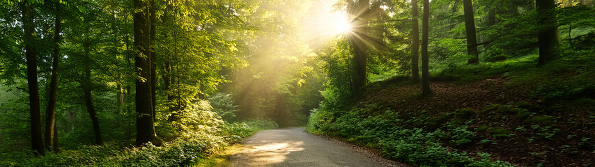 Obraz premium Golden Sunlit Pathway Through Lush Forest