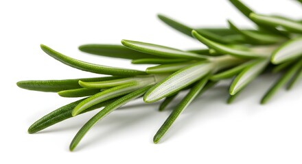 Fototapeta premium Close up shot of a sprig of rosemary with green leaves on a white background surface