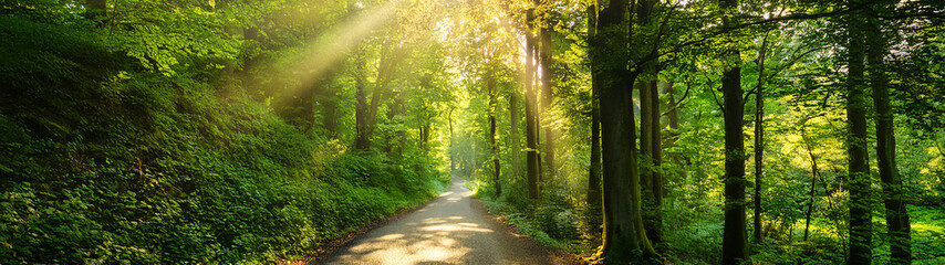 Obraz premium Golden Sunbeams in Enchanted Forest Pathway