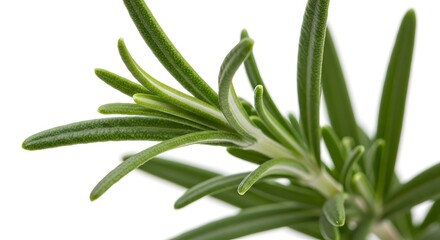 Fototapeta premium A close up shot of a rosemary sprig with its needle like leaves against white background