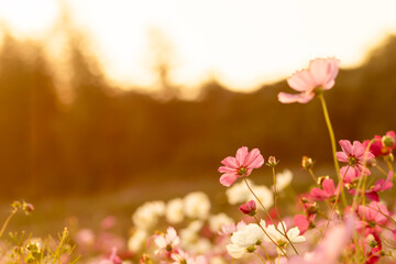 Pink cosmos flowers glowing in sunset light, rural Japan landscape in autumn