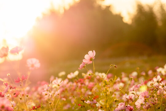 Pink cosmos flowers glowing in sunset light, rural Japan landscape in autumn