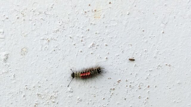 hairy caterpillar on the wall