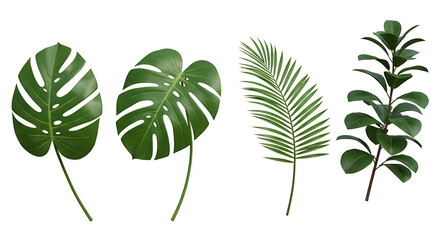 Monstera, Palm, and Ficus on White Background Horizontal Tropical Green Leaves Composition