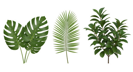 Monstera, Palm, and Ficus on White Background Horizontal Tropical Green Leaves Composition
