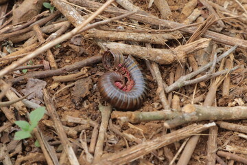 A curled millipede nestles among twigs with its red legs visible The ground is covered in dry debris