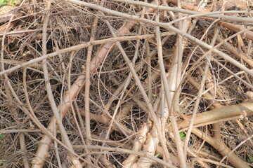 dense tangle of slender, segmented green stems, characteristic of a Pencil Cactus (Euphorbia...