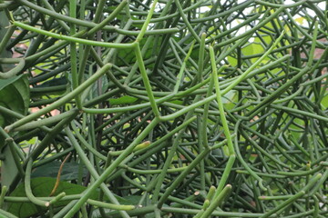 A dense tangle of slender segmented green stems forms a chaotic pattern with occasional broad...