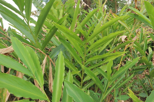 Fototapeta Dense thicket of vibrant green cardamom plants with tall stalks, creating a lush tropical scene. Ideal for botanical, natural, and agricultural themes, showcasing healthy growth