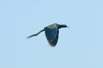 Bronze-winged jacana