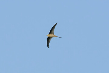 Asian Palm Swift