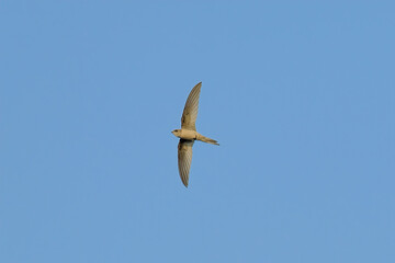 Asian Palm Swift