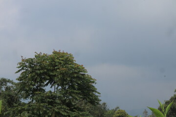 A large tree with dense green foliage occupies the lower left set against an overcast sky