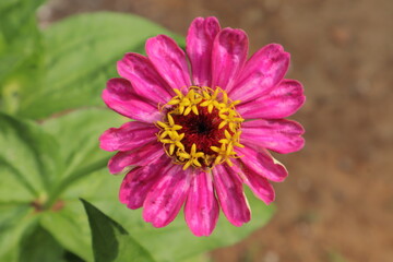 Obraz premium A pink Zinnia bloom with a yellow center and green leaves against a blurred brown background
