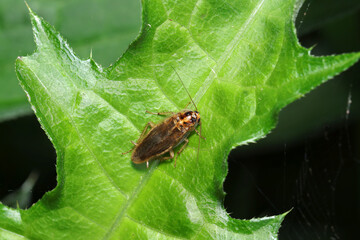 飛べない、人家侵入型の嫌われ者害虫チャバネゴキブリが里近くの茂み潜む（自然環境下ストロボマクロ撮影）
