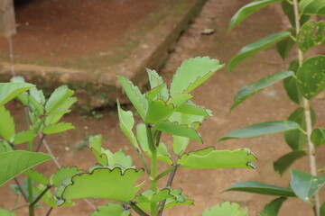 A plant with light green leaves and distinctive scalloped edges with dark red lines is in focus...