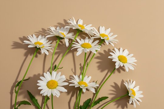 long green stems, arranged on a beige background, Elegant aesthetic chamomile daisy flower pattern with sunlight shadows on a neutral beige background with copy space, white daisy flowers with yellow 
