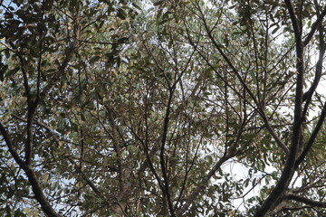 A view upward through tree branches with sparse green and brown leaves against a bright sky