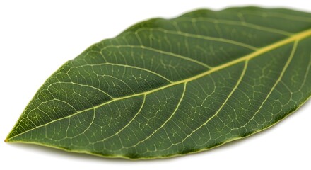 Obraz premium A close up view of a green leaf with detailed veins on a white background surface