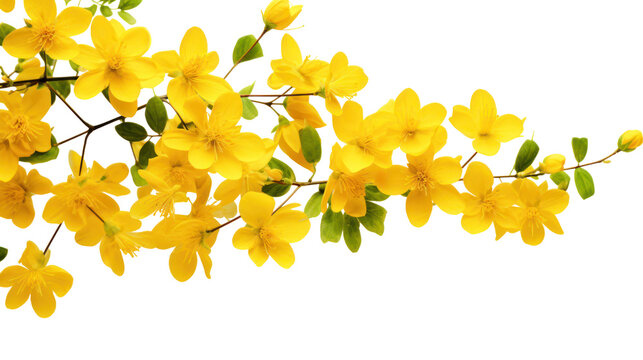  Top side close-up macro view of yellow flowers with leaves on transparent background