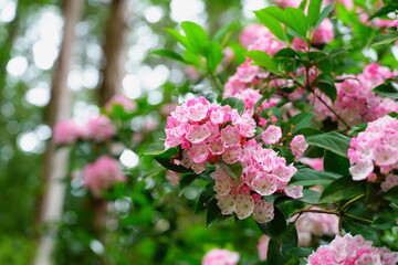 京都府岩船寺に咲くアメリカシャクナゲと杉林から漏れる光