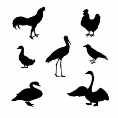 silhouettes of various kinds of birds