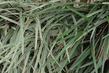 Obraz premium Close up of two types of long thin pointy and clustered leaves one light green with white edges the other darker green