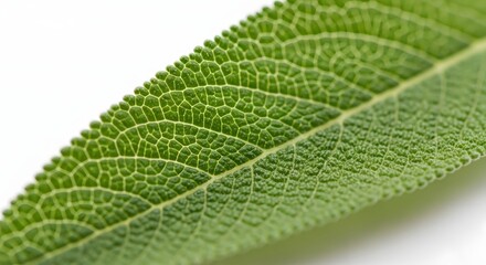 Fototapeta premium Close up shot of a green leaf showing the veins and texture on a white background