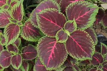 Closeup of Coleus plants with vibrant burgundy leaves edged in green marked by hot pink veins showcasing intricate foliage details