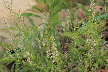 Small white flowers of Polygala paniculata on slender green stalks fill the frame, blurring into a natural brown soil background. Ideal for botanical and outdoor themes
