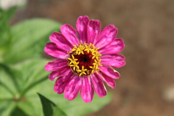 Obraz premium Closeup shot of a bright magenta zinnia flower with yellow stamen set against blurred green leaves and brown backdrop