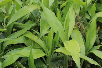 Fototapeta premium Dense cluster of vibrant green leaves with pointed tips