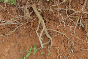 Exposed tree roots jut from cracked redbrown soil intertwined with smaller tendrils  sparse green...
