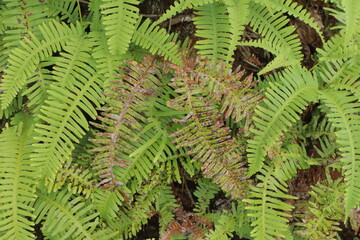 Ferns with healthy green  speckled brown fronds dominate the frame