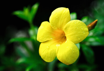 Yellow flowers green leaves background