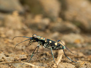 Tiger beetle hunt Ant on the ground 