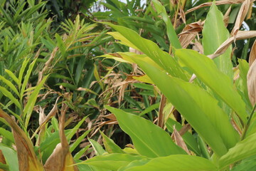 Obraz premium Green brown tropical leaves fill frame showcasing botanical diversity