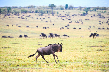  Wildebeest migration Safari , Masai Mara Game Reserve, Kenya