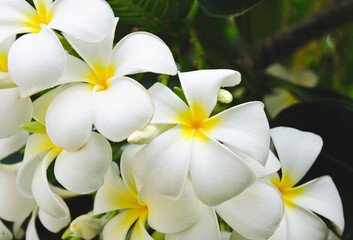 Plumeria flower on a tree. White tropical frangipani flower. Tropical landscape of beautiful plants and flowers.