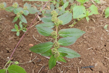 Green plant with clustered buds ascends from brown soil showcasing simple leaf arrangement