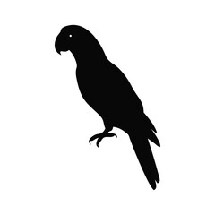 Parrot  Silhouette Vector Design White Background.